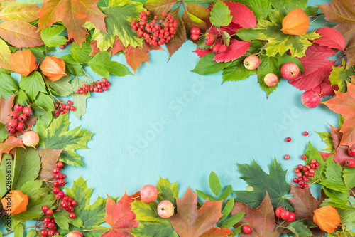 Autumn foliage. Different varieties of maple leaves, red ripple, ivy, physialis flowers, kalina berries and rosehips fruits laid out by the composition in a circle on a turquoise background. Copyspace