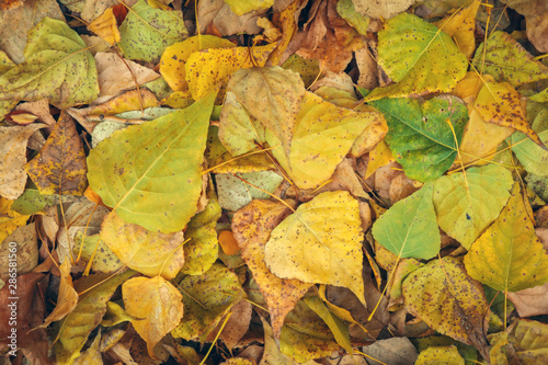 Background from yellow and green leaves. Autumn photo taken in the forest