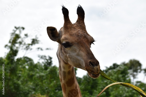 Photography Giraffe