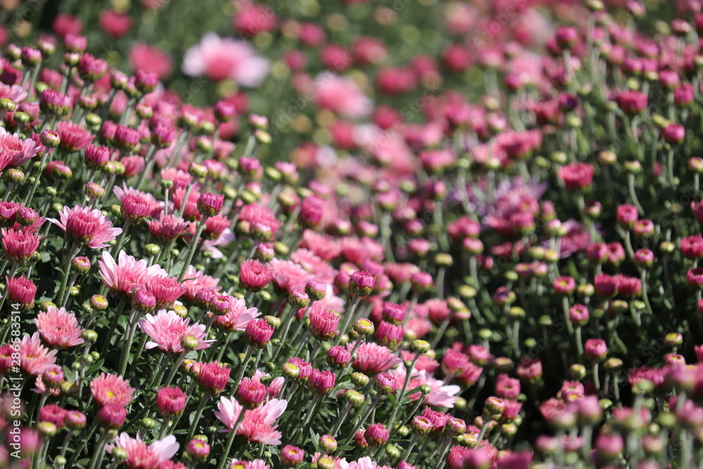 Fototapeta premium Purple chrysanthemums, festive floral background. Colorful flowers, beautiful pattern, symbol of autumn