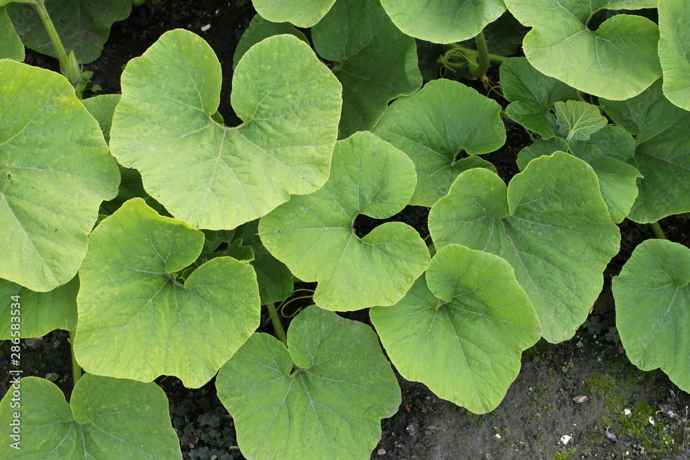 green pumpkin leaves closeup in the vegetable garden green pumpkin leaves closeup in the vegetable garden