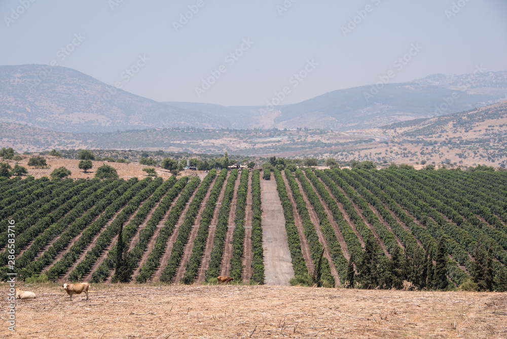 View of the mountains of Galilee, gardens, fields and grazing cows. Summer, Israel.