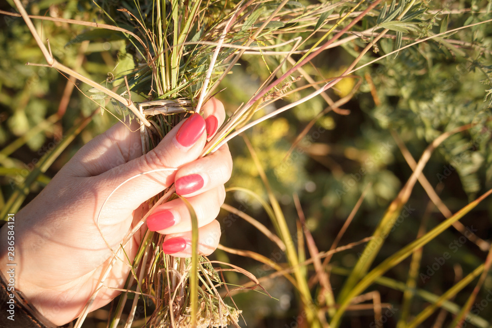 Close-up of female hands weaving a wreath of meadow flowers, selective focus Close-up of female hands weaving a wreath of meadow flowers, selective focus