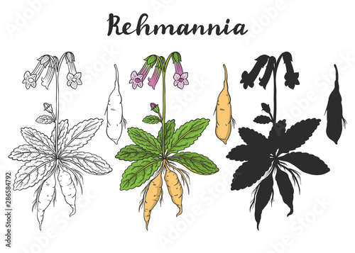 Rehmannia glutinosa (Sheng Di huang).