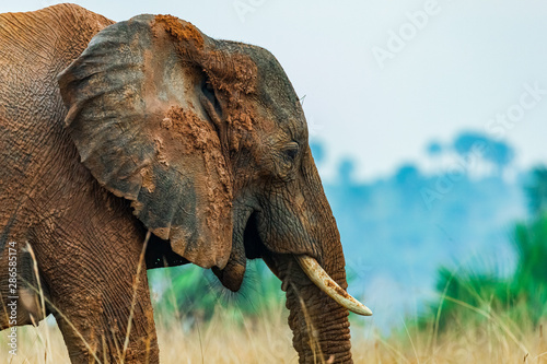 Photography Elephant side portrait