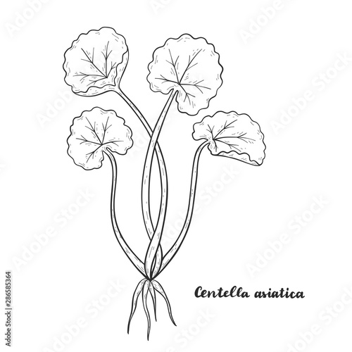 Centella asiatica known as Gotu Kola.