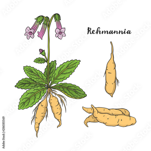 Rehmannia glutinosa (Sheng Di huang).