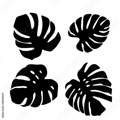 Set of black monstera leaves in beautiful style on white background. Element decorative floral. Tropical decoration plant leaf silhouette. Isolated vector design. Botanical drawing. White background.