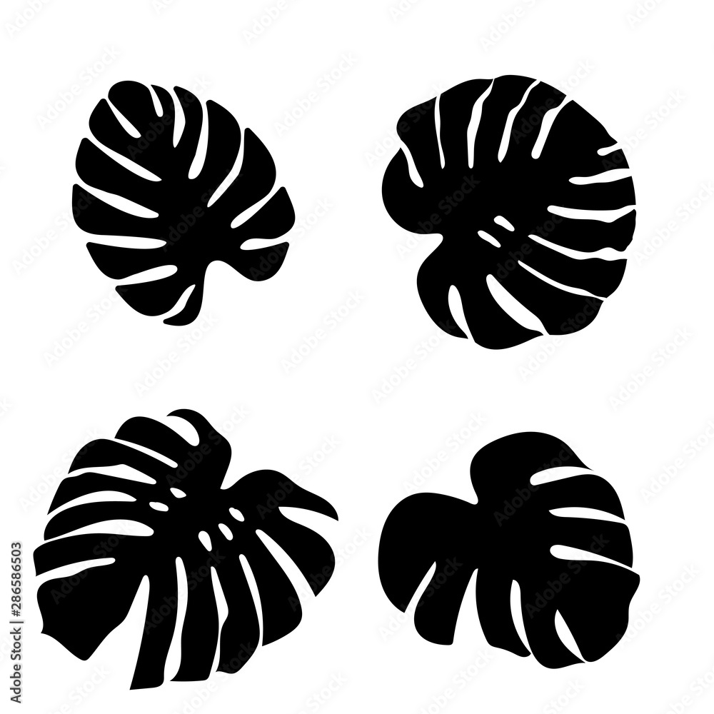 Set of black monstera leaves in beautiful style on white background. Element decorative floral. Tropical decoration plant leaf silhouette. Isolated vector design. Botanical drawing. White background.