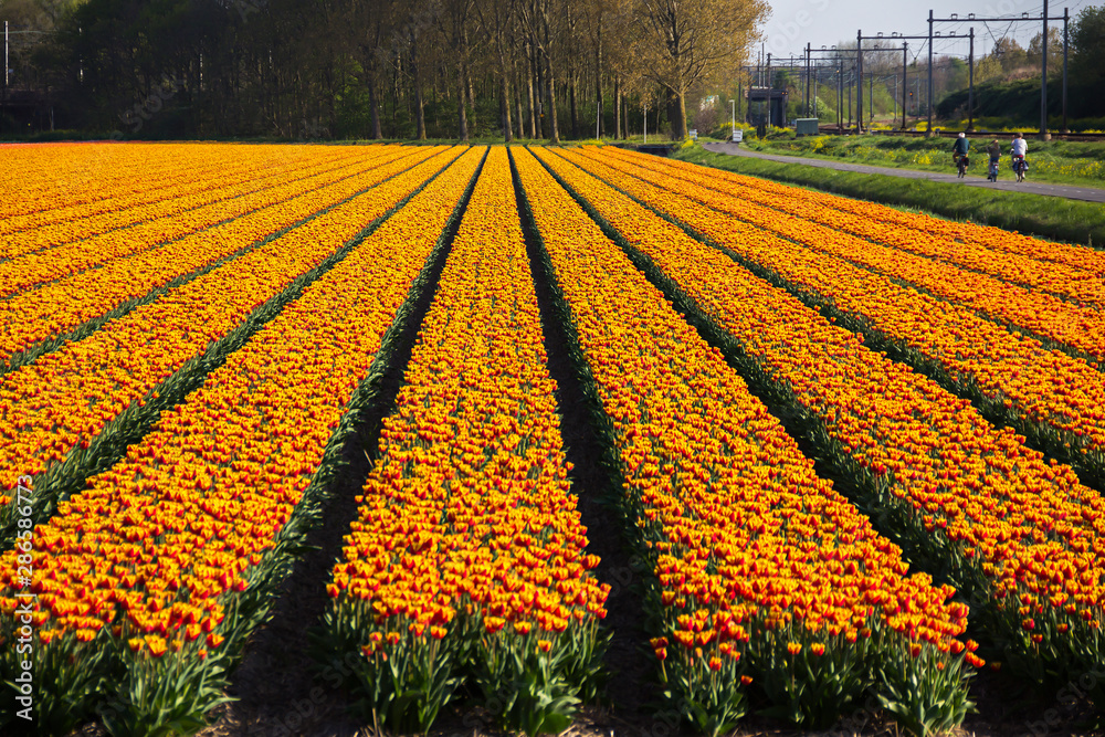 Beautiful Dutch red and yellow rowed tulip flowers field in spring time, the Netherlands (Holland)