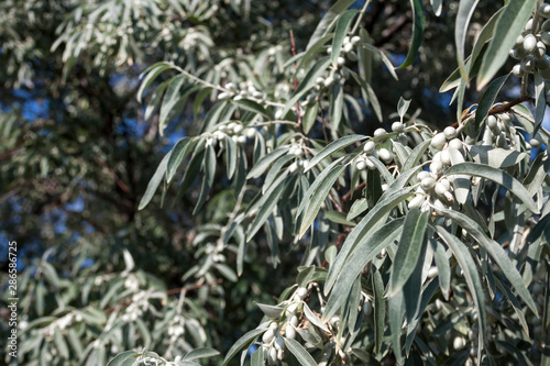 Elaeagnus angustifolia (commonly called Russian olive, silver berry, oleaster, Persian olive, or wild olive)