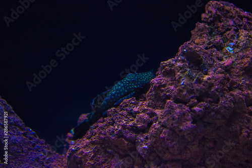 The big and small fish in aquarium, fish aquarium, fish and stone