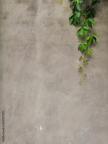 Gray old concrete wall and plant leaves green abstract background