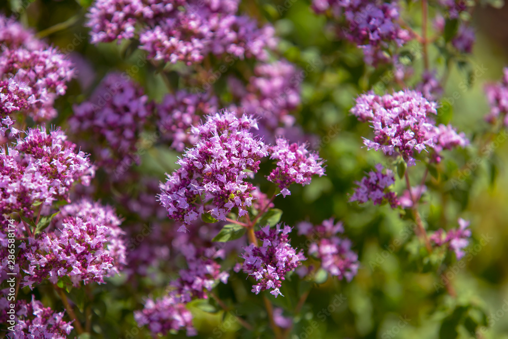Origanum (oregano) vulgare in garden. Flowers of origanum vulgare, natural background Origanum (oregano) vulgare in garden. Flowers of origanum vulgare, natural background