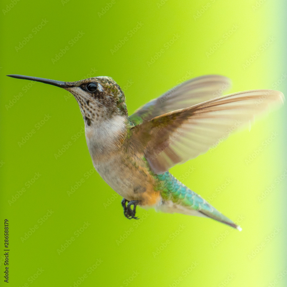 Fototapeta premium bird