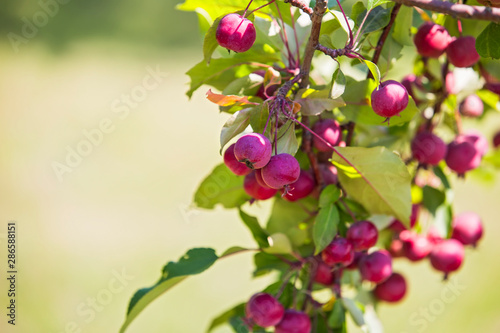Red little Paradise apples on branch of the apple tree. Malus pumila. Paradisiaca