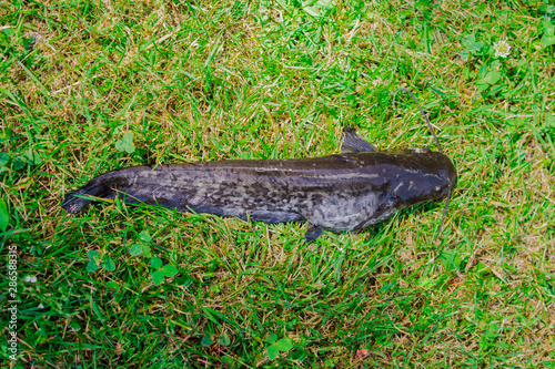 Fishing catfish on green grass. Thick raw live catfish caught from the lake