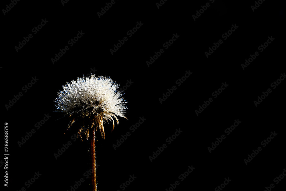 dandelion flower on a dark background dandelion flower on a dark background