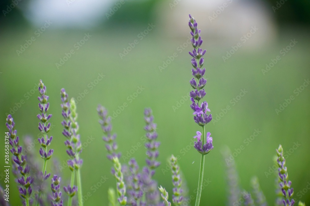Fototapeta premium field of lavender flowers