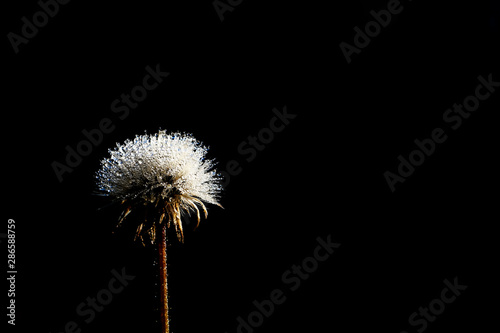 dandelion flower on a dark background
