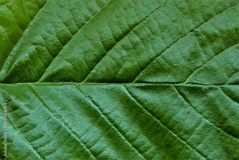 the ribs of a leaf the ribs of a leaf