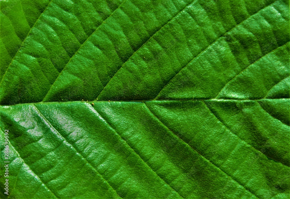ribs of a green leaf in close up