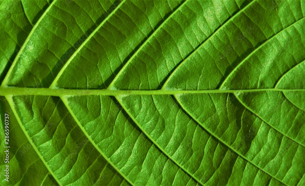 ribs of a green leaf in close up ribs of a green leaf in close up