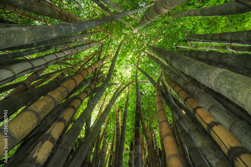 Tableau sur toile The infinity green of a bamboo forest.