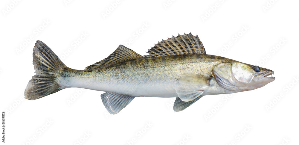 Fototapeta premium zander, isolated over white