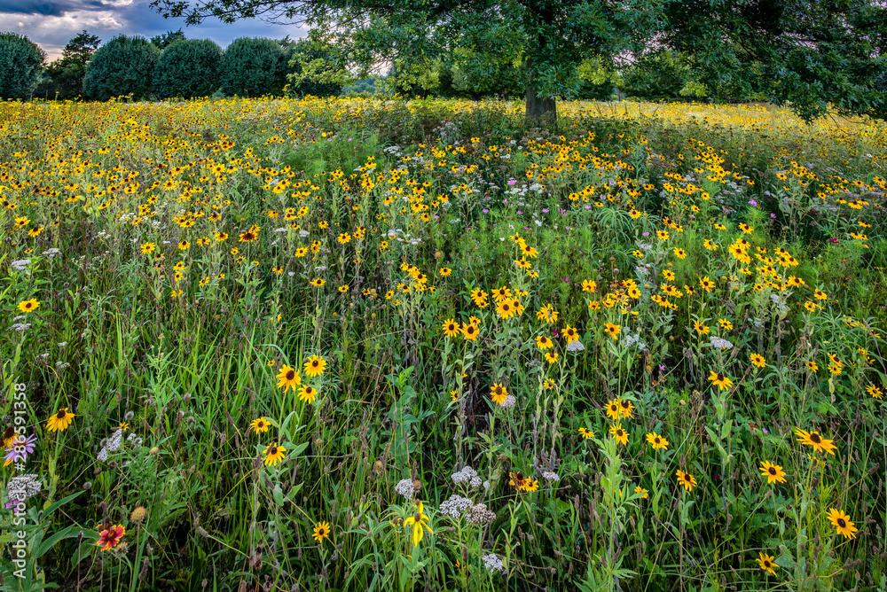 Obraz premium Black-eyed Susan and other flowers in a meadow in central Virginia. 