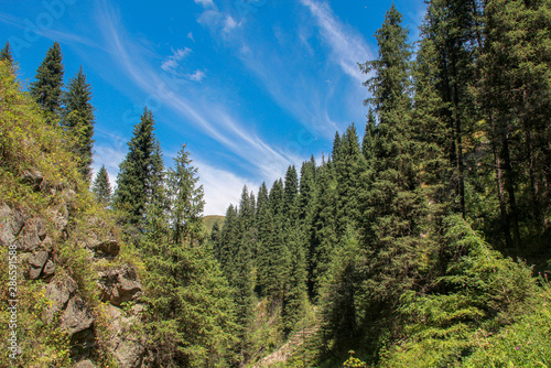 Spruce forest in the mountains against a beautiful sky