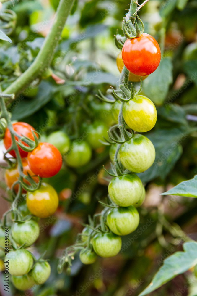 Cherry tomatoes ripening on the vine; red and green tomatoes growing on a plant in a garden