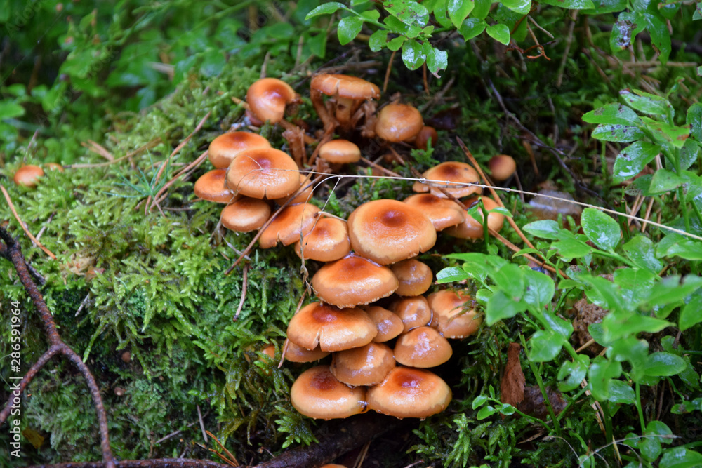 Mushroom - clustered woodlover (sulphur tuft)