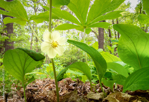 Flower of mayapple (Podophyllum peltatum) growing on forest floor in central Virginia. Blooms in early spring and produces an edible fruit. photo