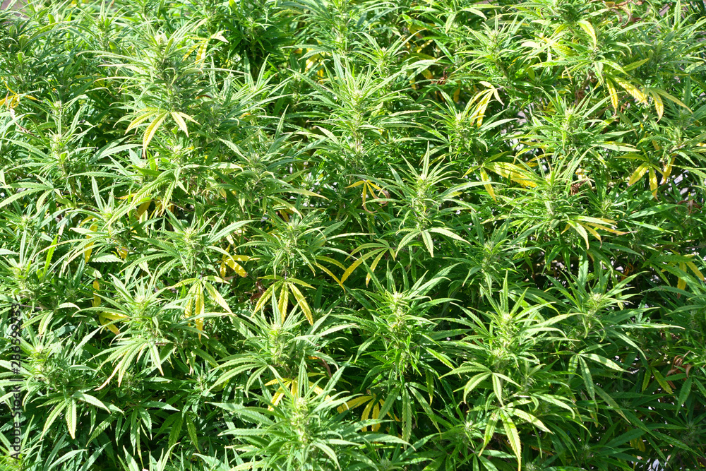 Hemp Cannabis Marijuana CBD Plants Farm