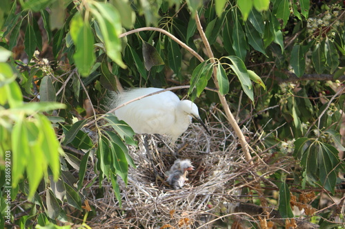 Stork in her nest with chicks