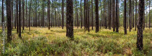 Forest of longleaf pine (Pinus palustris) in Green Swamp Preserve in North Carolina in early April. Occasional fires keep undergrowth under control