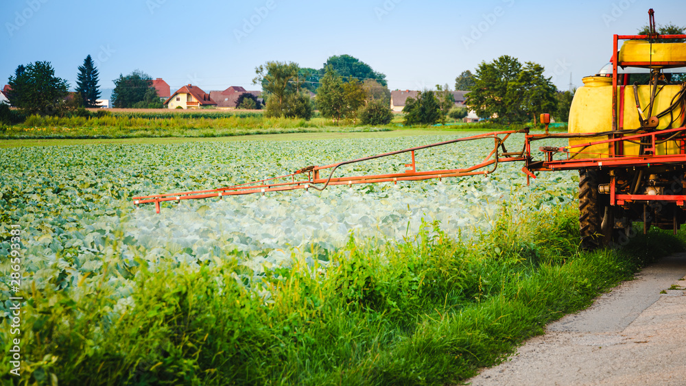 Fototapeta premium Tractor spraying pesticides on cabbage field