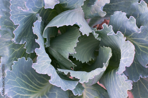 Cabbage with green leaves on the ground