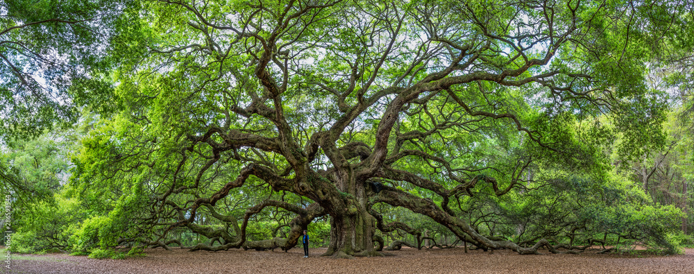 Fototapeta premium Słynny Angel Oak, położony we własnym parku na obrzeżach Charleston w Południowej Karolinie. Drzewo ma co najmniej 400 lat (niektórzy twierdzą, że 1500). Pokazano, że osoba daje perspektywę.