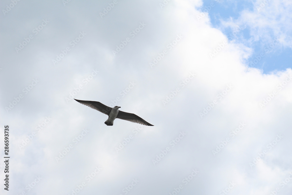 seagull in flight