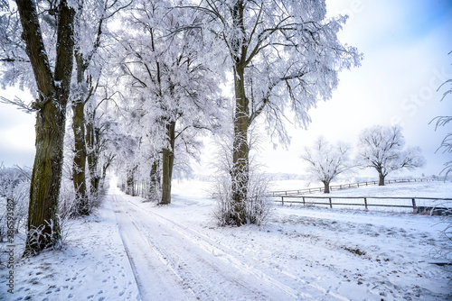 Fototapeta Naklejka Na Ścianę i Meble -  Allee im Winter in Masuren