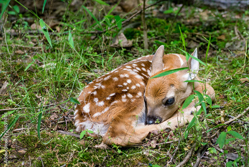 Newborn white-tailed deer fawn (Odocoileus  virginianus) hiding at woods edge while mother is off feeding.