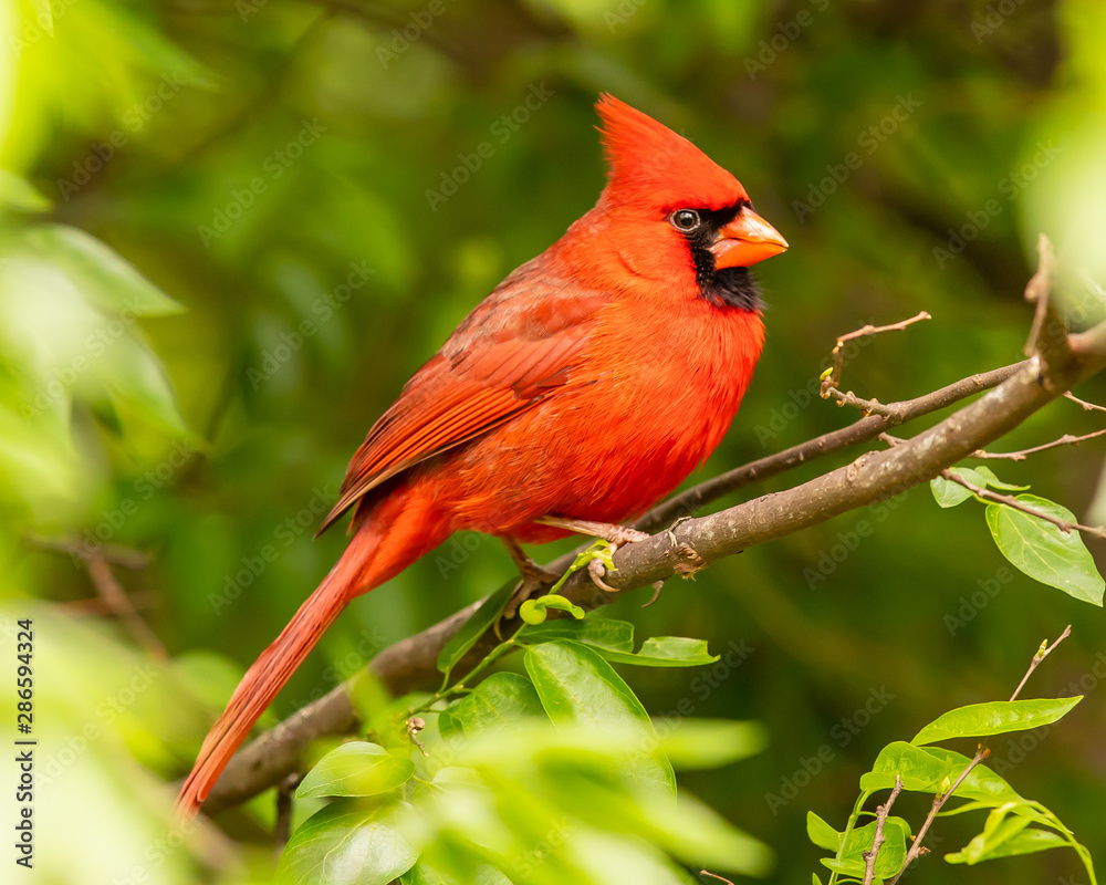 Fototapeta premium Northern cardinal on branch