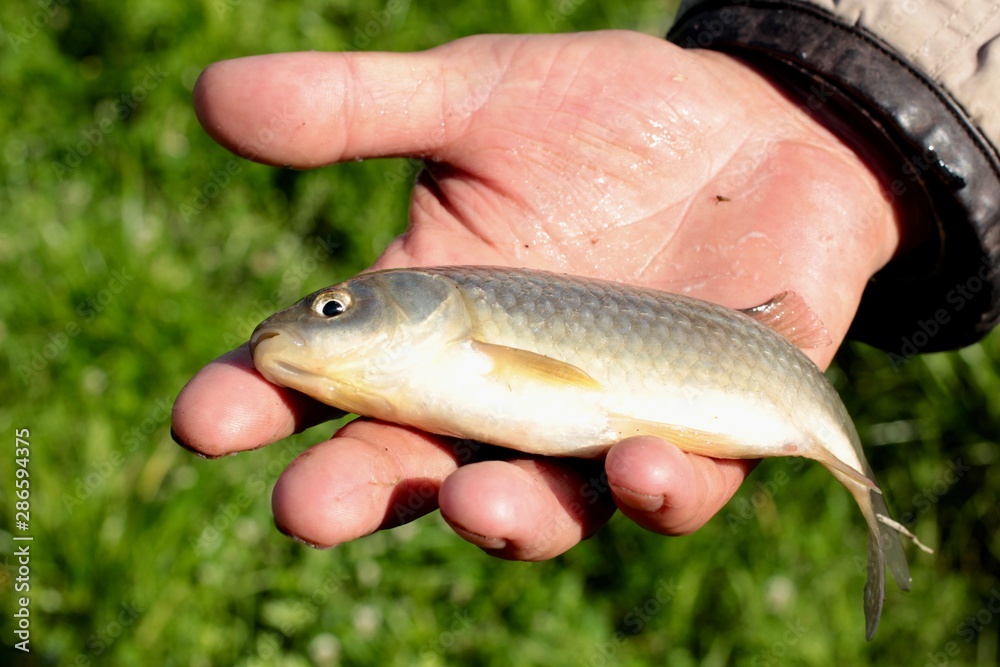 A man holding a small carp. Little fish in the hands of a fisherman.  Summertime. Fishing. Stock Photo