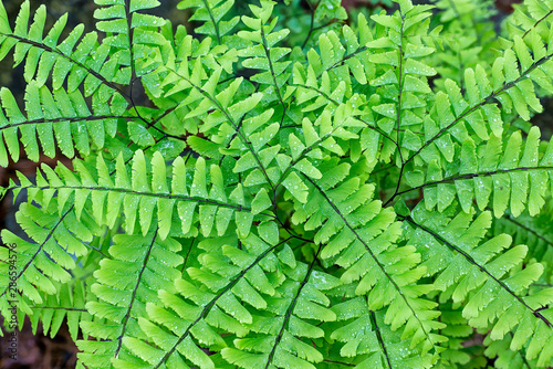 Maidenhair fern (Adiantum pedatum) after a rain in central Virginia.