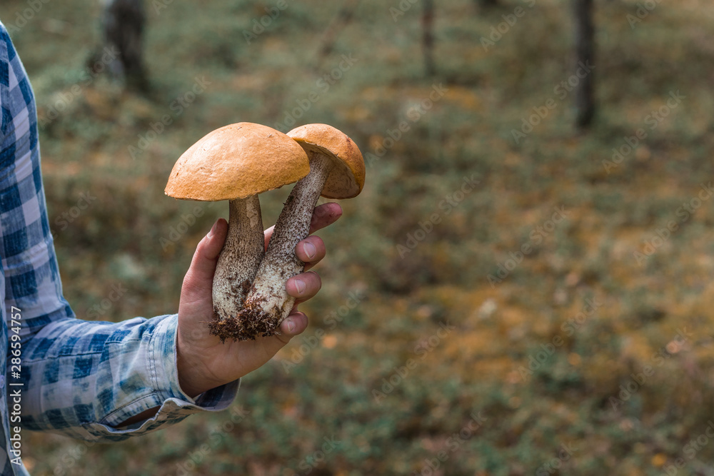 red mushrooms in female hands. Ceps in a female hand red mushrooms in female hands. Ceps in a female hand