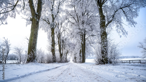 Allee im Winter in Masuren © cameris