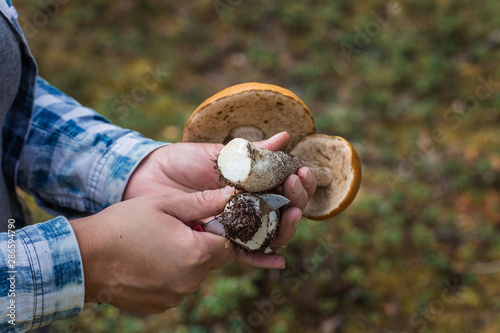 red mushrooms in female hands. Ceps in a female hand