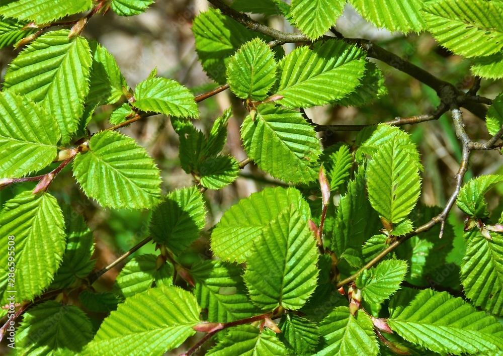 branch with green beech leaves branch with green beech leaves